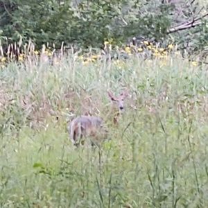 Meet your Posher, Charles